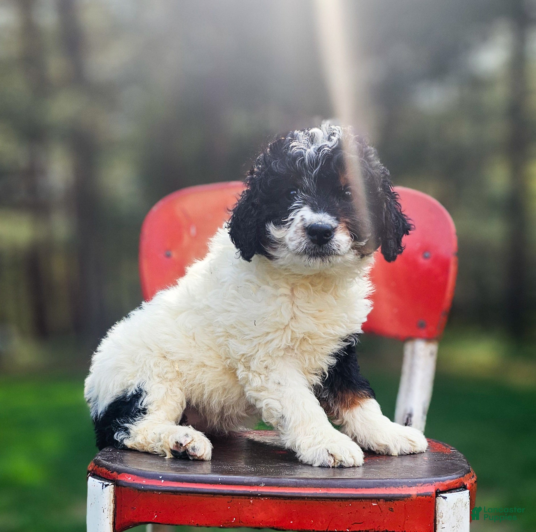 Mini Bernedoodle dogs Fern - Ad 2
