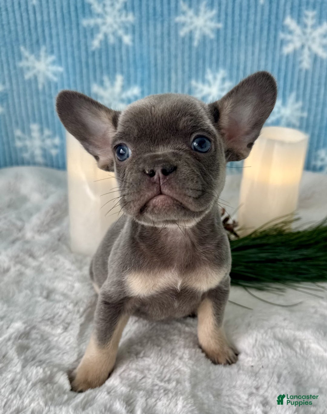 French Bulldog dogs for sale: Dexter - Ad 3