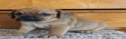 Puggle dogs for sale: Kobe  - Ad 7