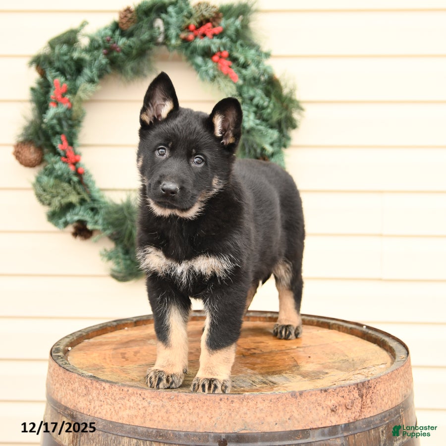 German Shepherd dogs for sale: Bella   - Ad 3