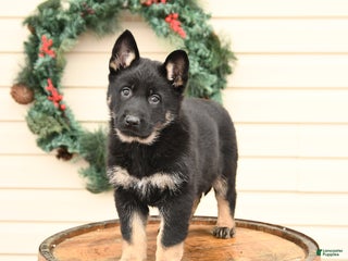 German Shepherd dogs for sale: Bella - Ad 3