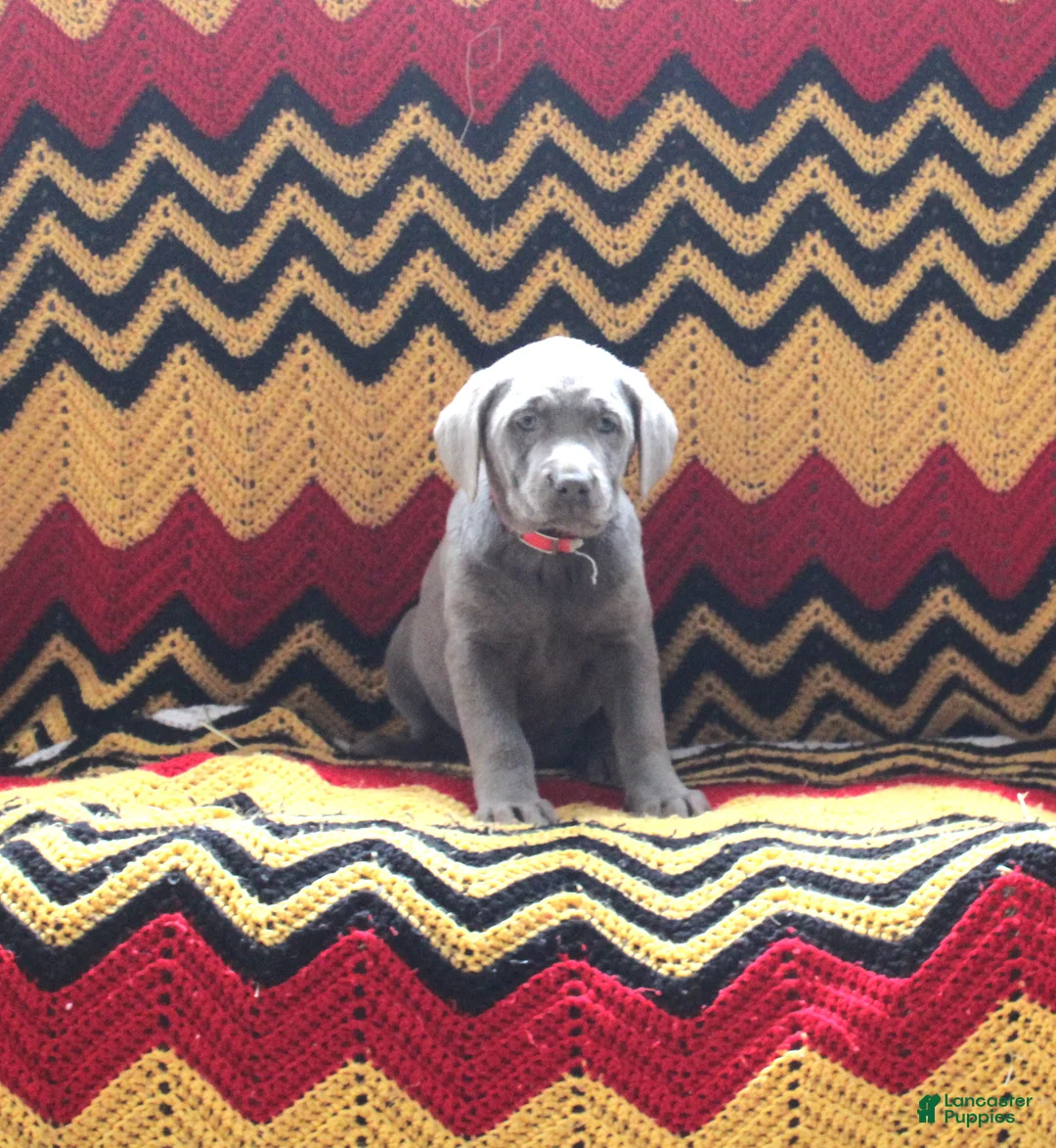 Labrador Retriever dogs for sale: Abby - Ad 1