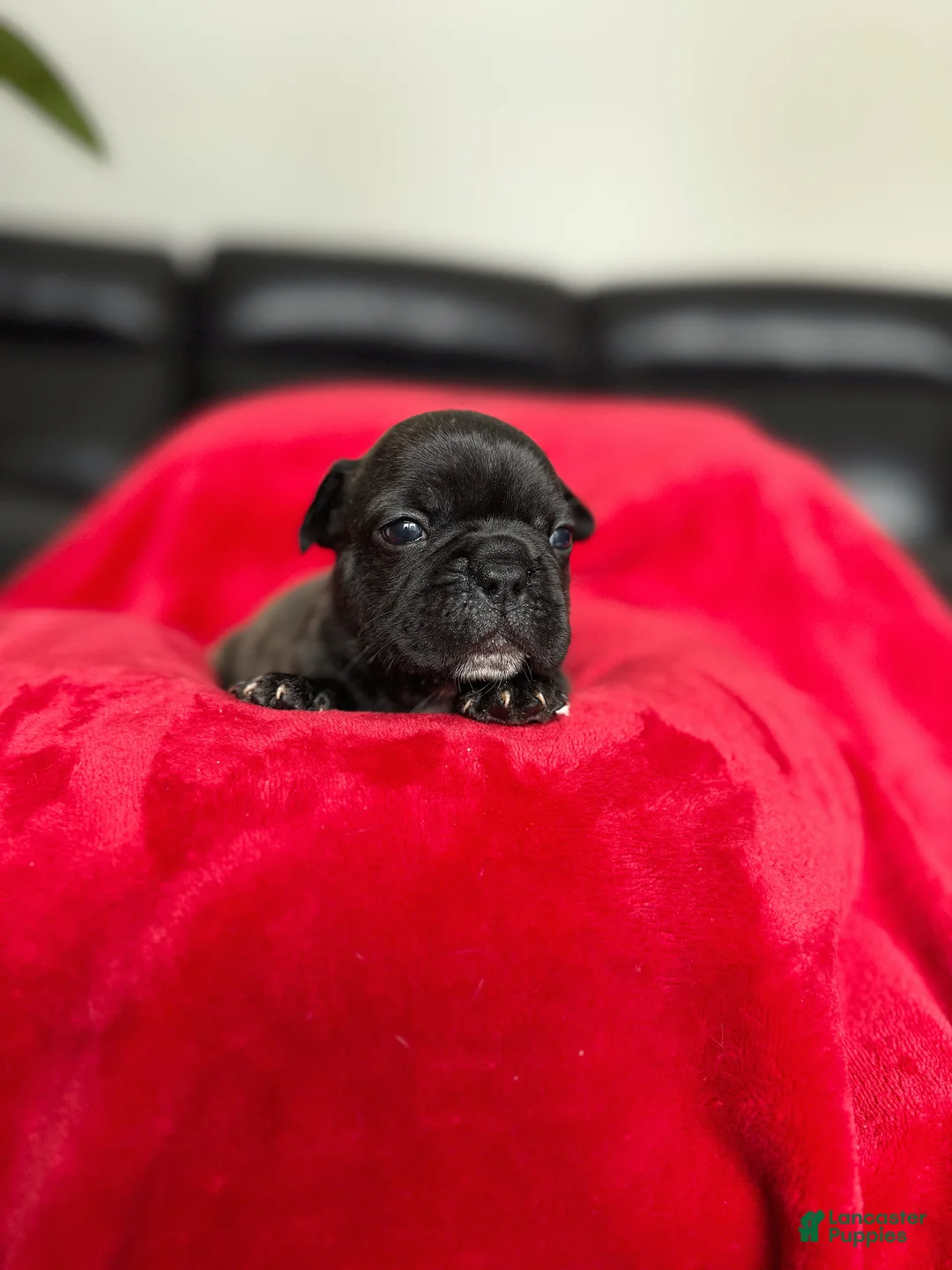 French Bulldog dogs for sale: Mocha - Ad 2