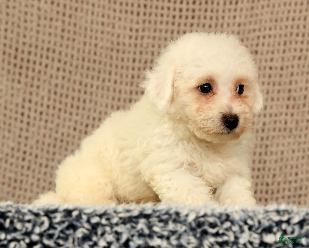 Bichon Frise dogs Isaac - Ad 2