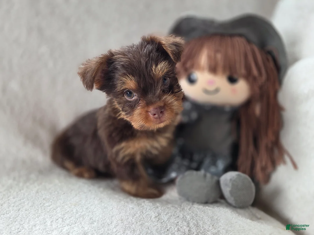 Yorkshire Terrier dogs for sale: Gabby  - Ad 1