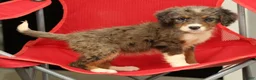 Mini Bernedoodle dogs for sale: Nova - Ad 8