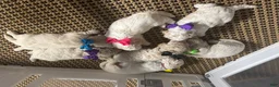 Mini Goldendoodle dogs for sale: Mini Goldendoodle 2 - Ad 9