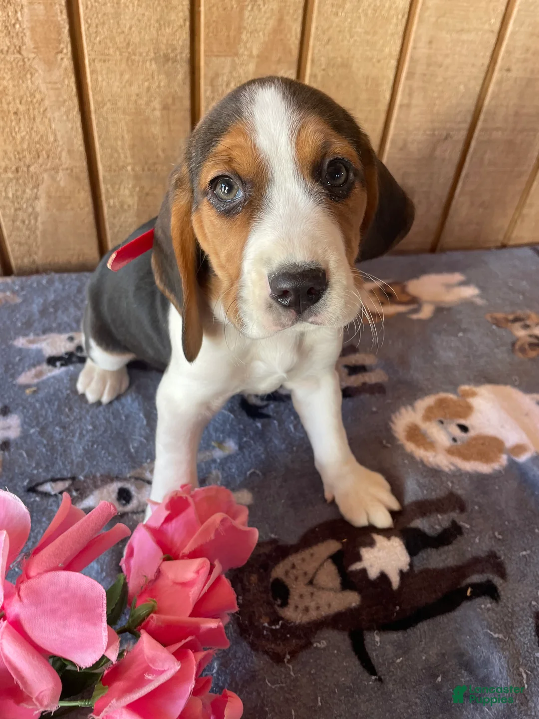 Beagle dogs for sale: Dorothy - Ad 4