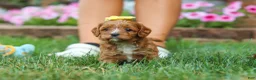 Cavapoo dogs for sale: Fiona - Ad 7