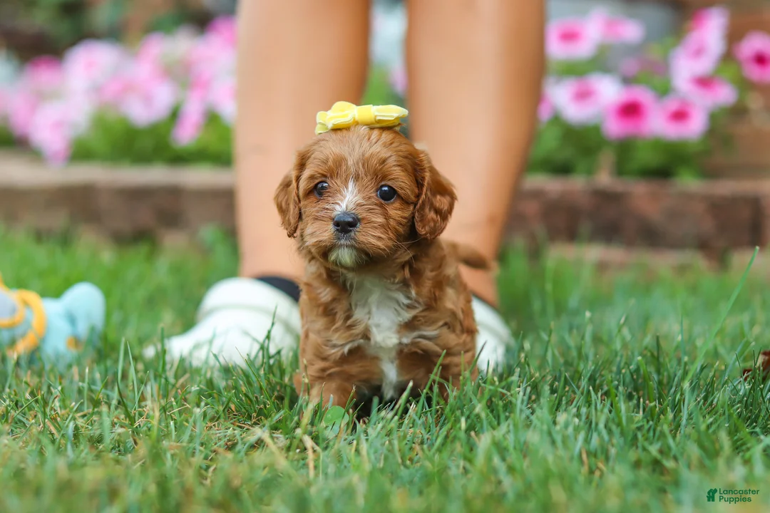 Cavapoo dogs for sale: Fiona - Ad 7