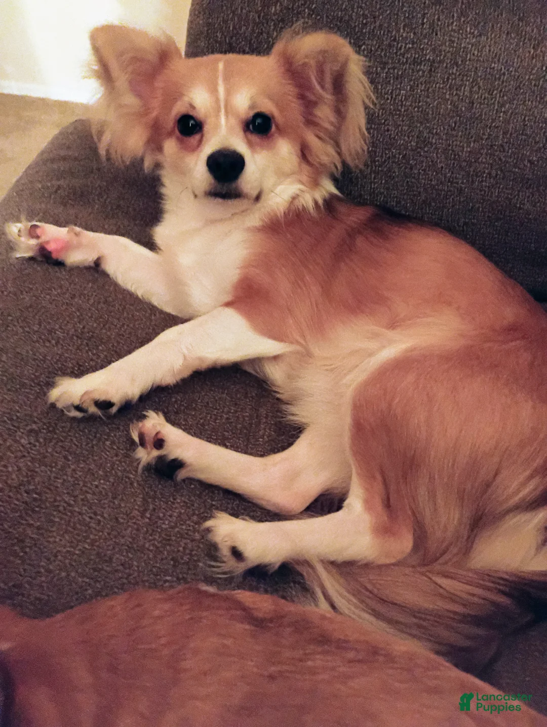 Chihuahua dogs for sale: Chihuahua Puppy 1 Tan/White Brindle (Tucker) - Ad 1
