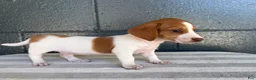 Miniature Dachshund dogs for sale: Dixie - Ad 5