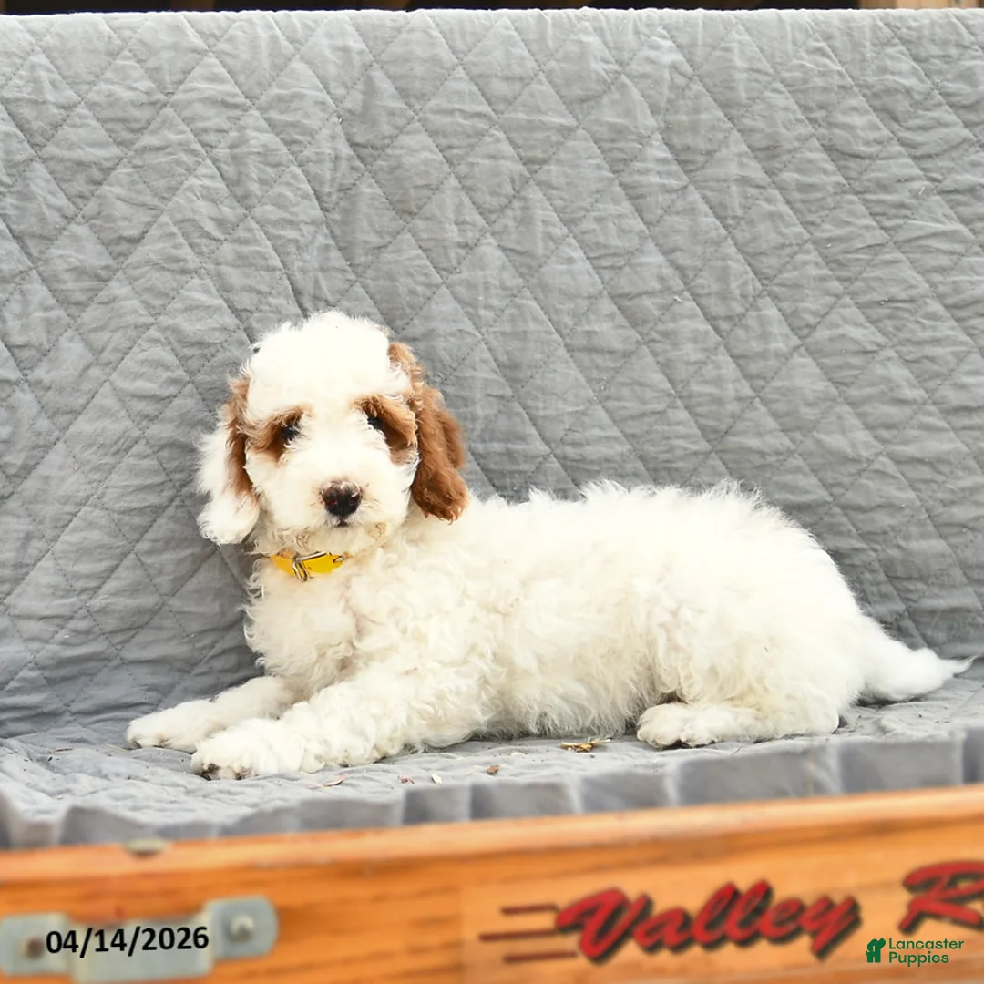 Miniature Poodle dogs for sale: Navy  - Ad 2
