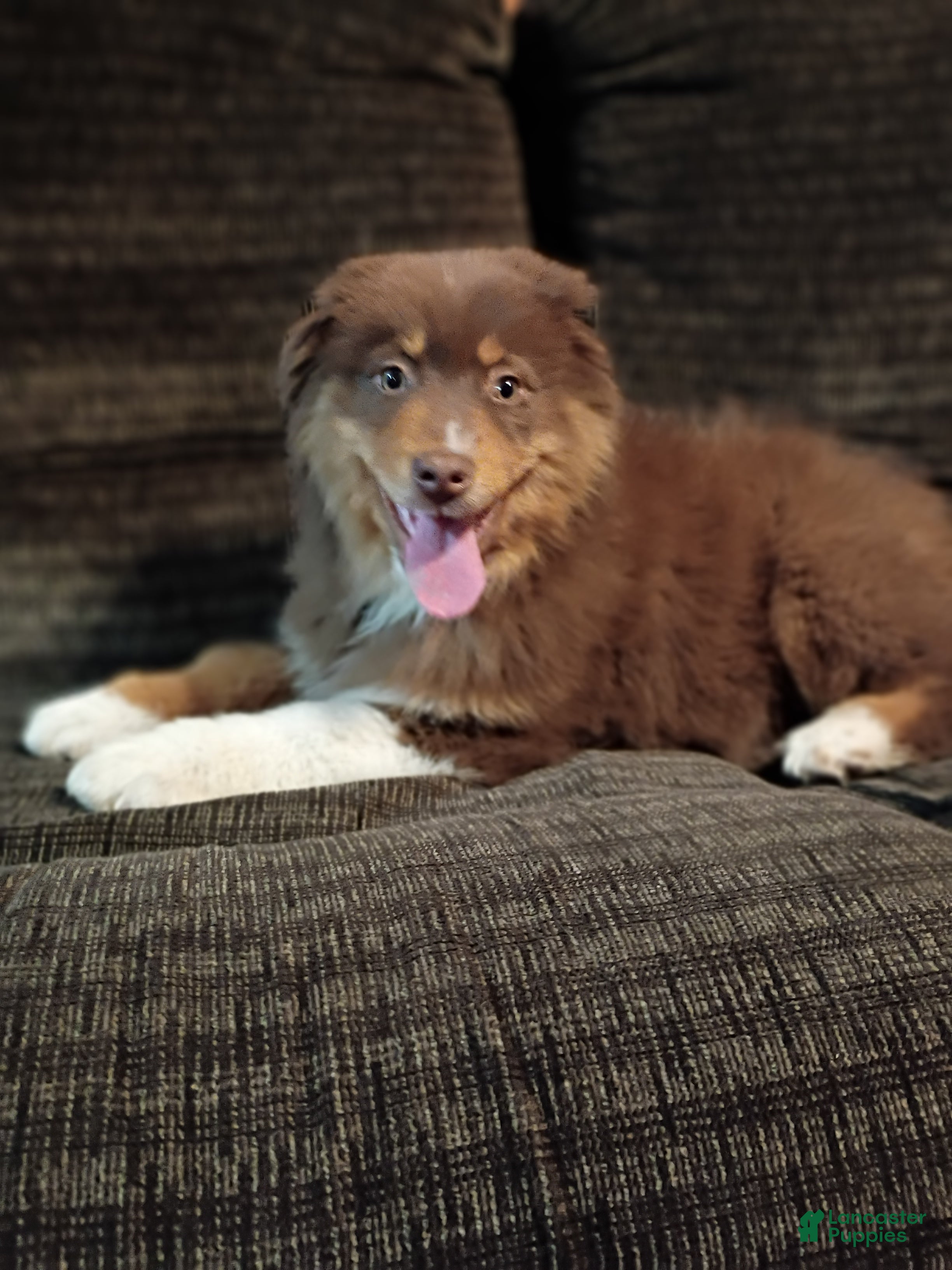 Australian Shepherd dogs Maverick - Ad 2