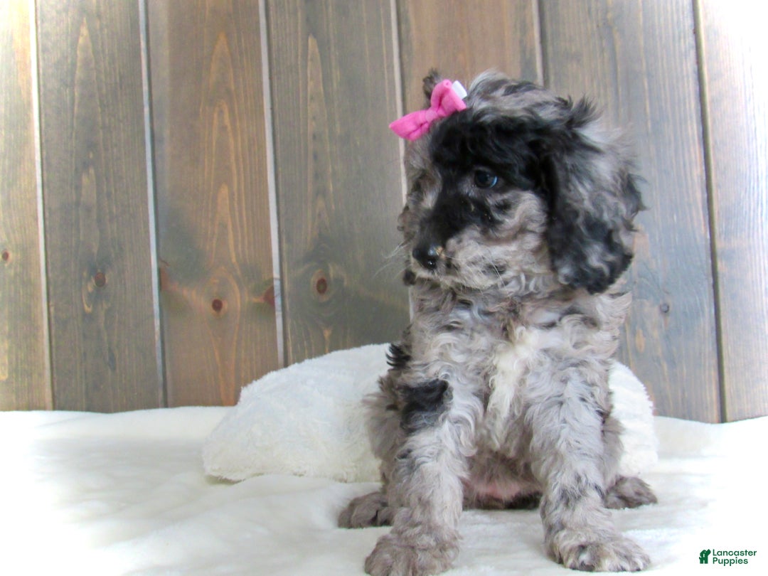 Mini Goldendoodle dogs for sale: Ellie - Ad 10