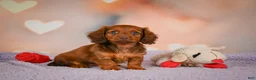 Dachshund dogs for sale: Alexa  - Ad 8