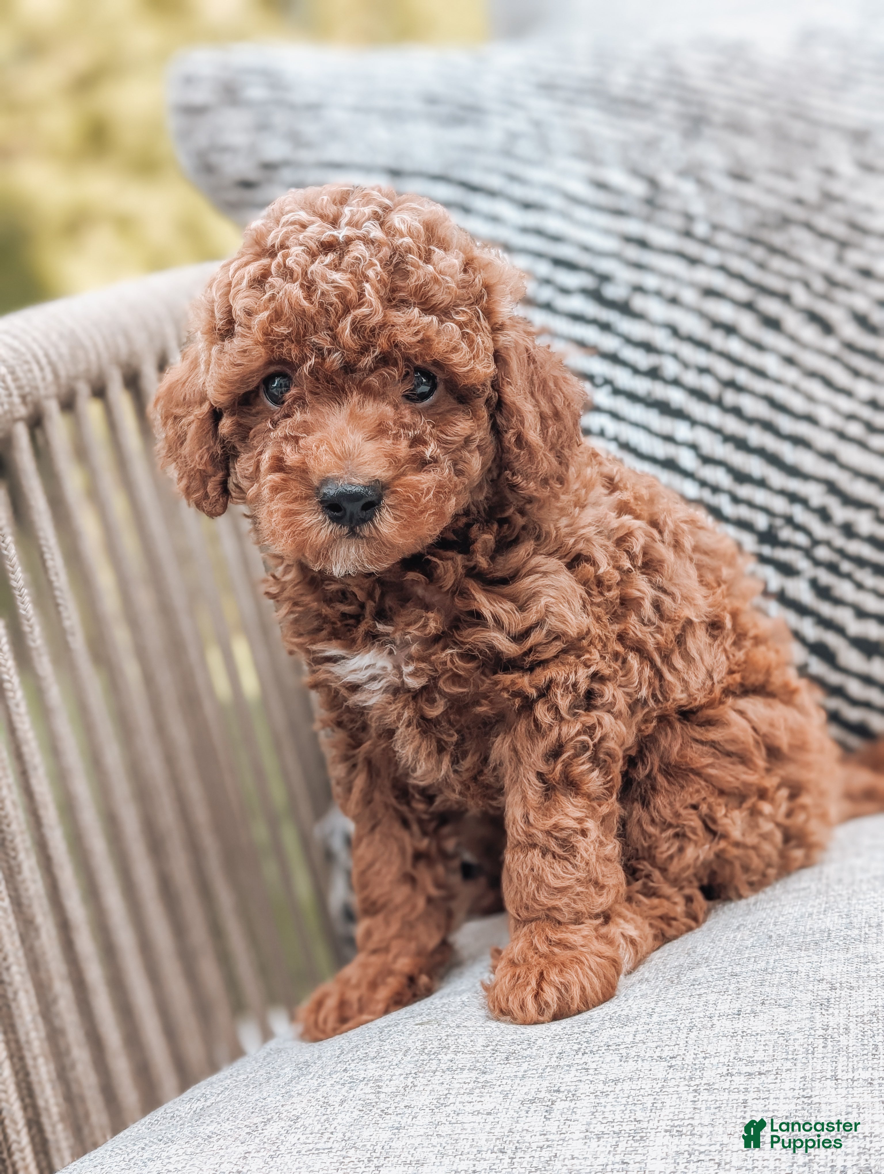 Miniature Poodle dogs Ginger - Ad 2