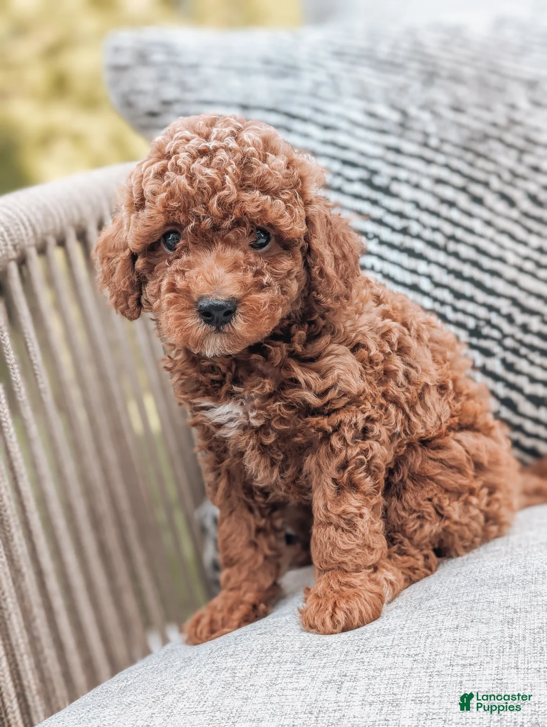 Miniature Poodle dogs for sale: Ginger - Ad 2