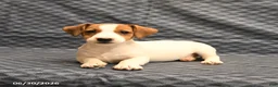 Jack Russell Terrier dogs for sale: Emily - Ad 4