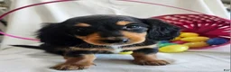 Miniature Dachshund dogs for sale: Leah  - Ad 6