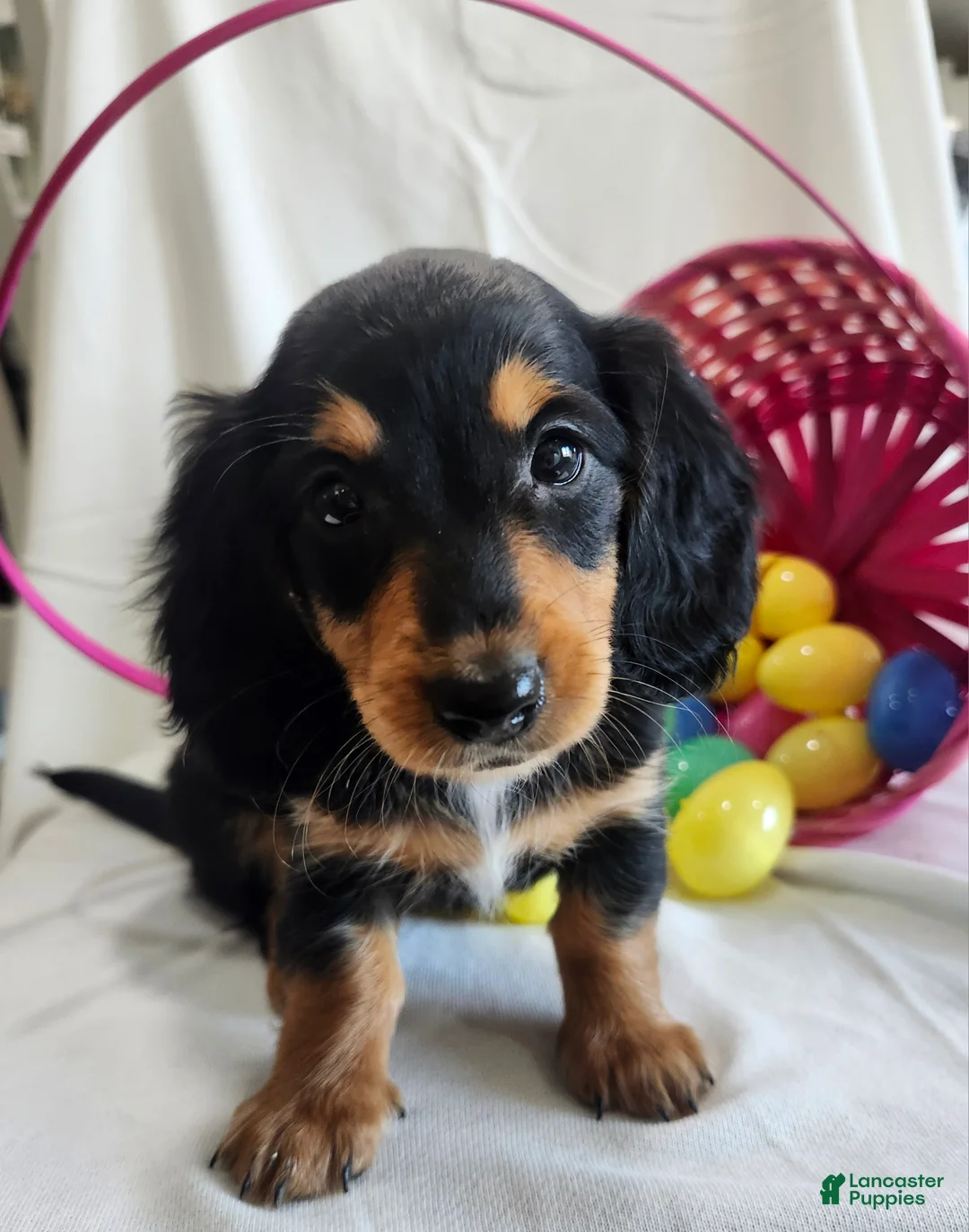 Miniature Dachshund dogs for sale: Leah  - Ad 6