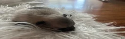 Pomeranian dogs for sale: Pomeranian 3 - Ad 9