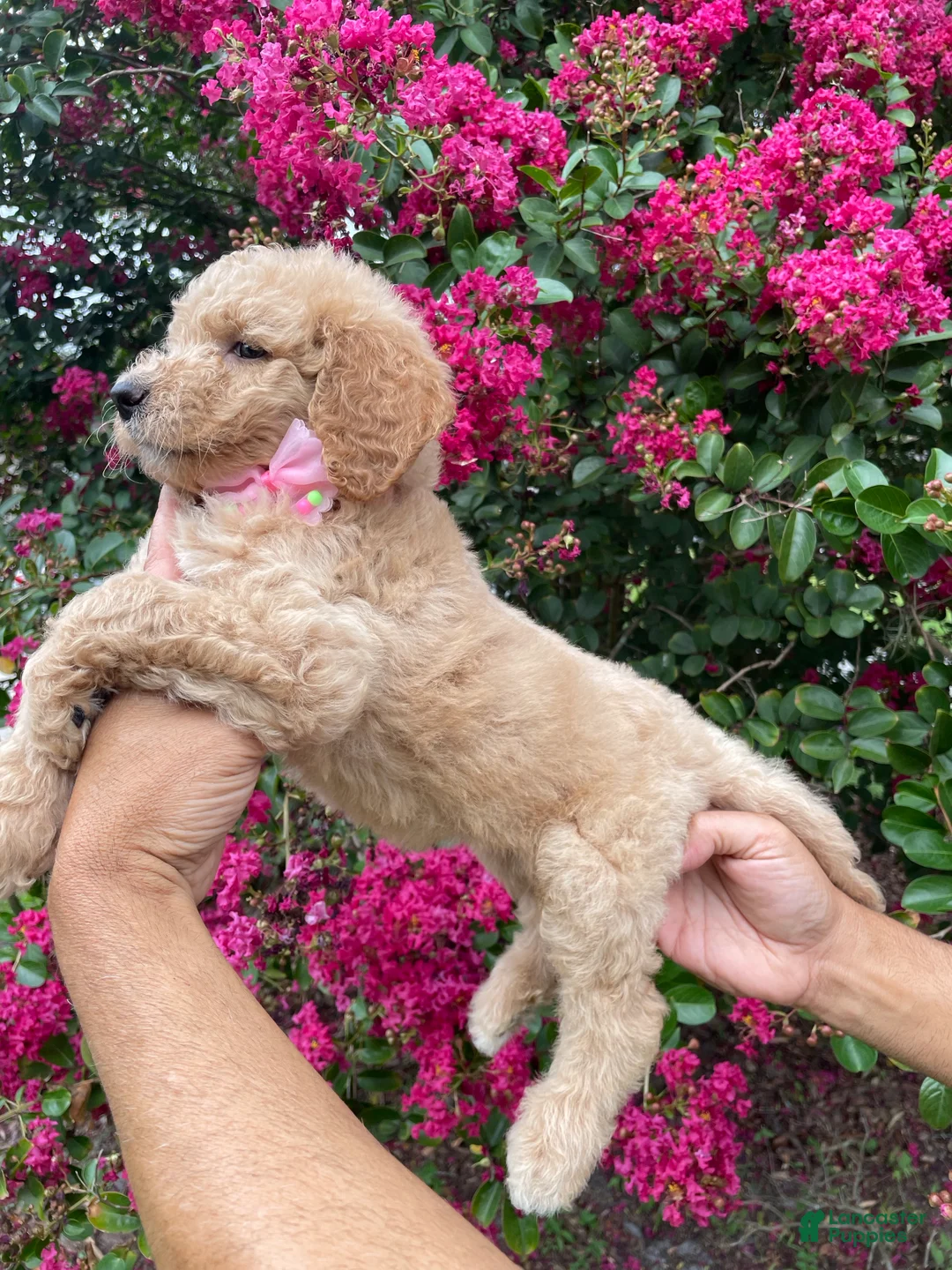 Goldendoodle dogs for sale: Sofie - Ad 9