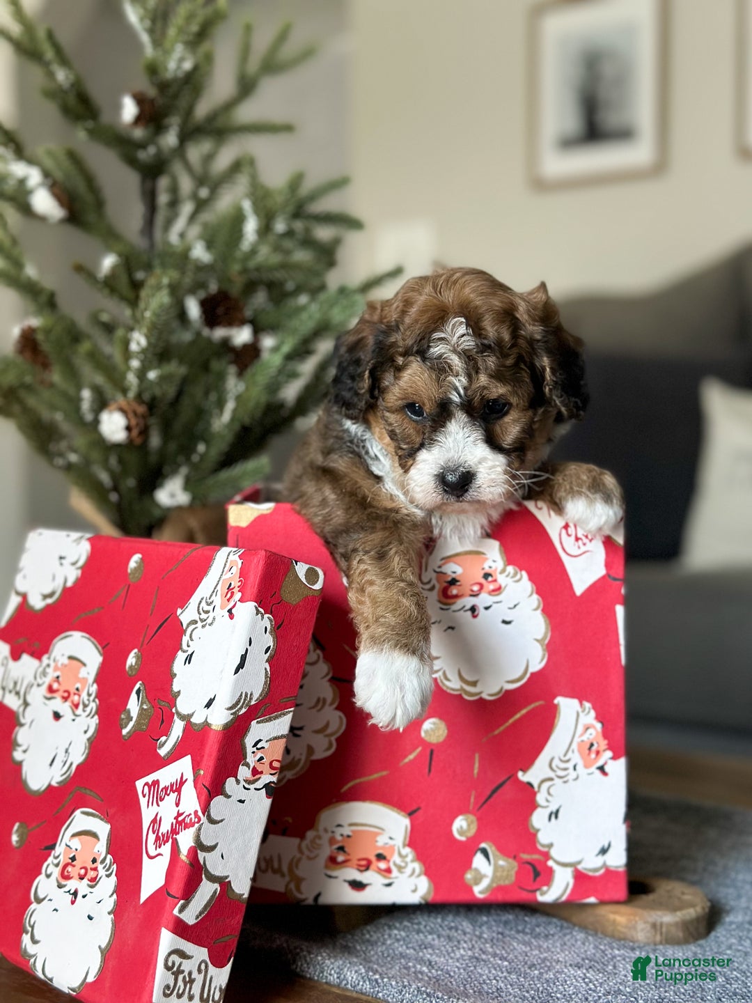 Cavachon dogs for sale: Woody - Ad 11