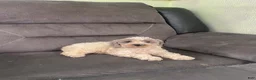 Cockapoo dogs for sale: Cockapoo 2 - Ad 4