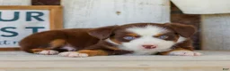 Miniature Australian Shepherd dogs for sale: Boone - Ad 4