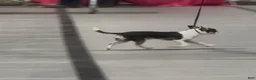 Chihuahua dogs for sale: Chihuahua 1 - Ad 3