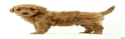 Mini Goldendoodle dogs for sale: Logan - Ad 4