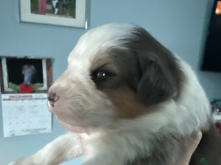 Australian Shepherd dogs Australian Shepherd Puppy 2 - Ad 11