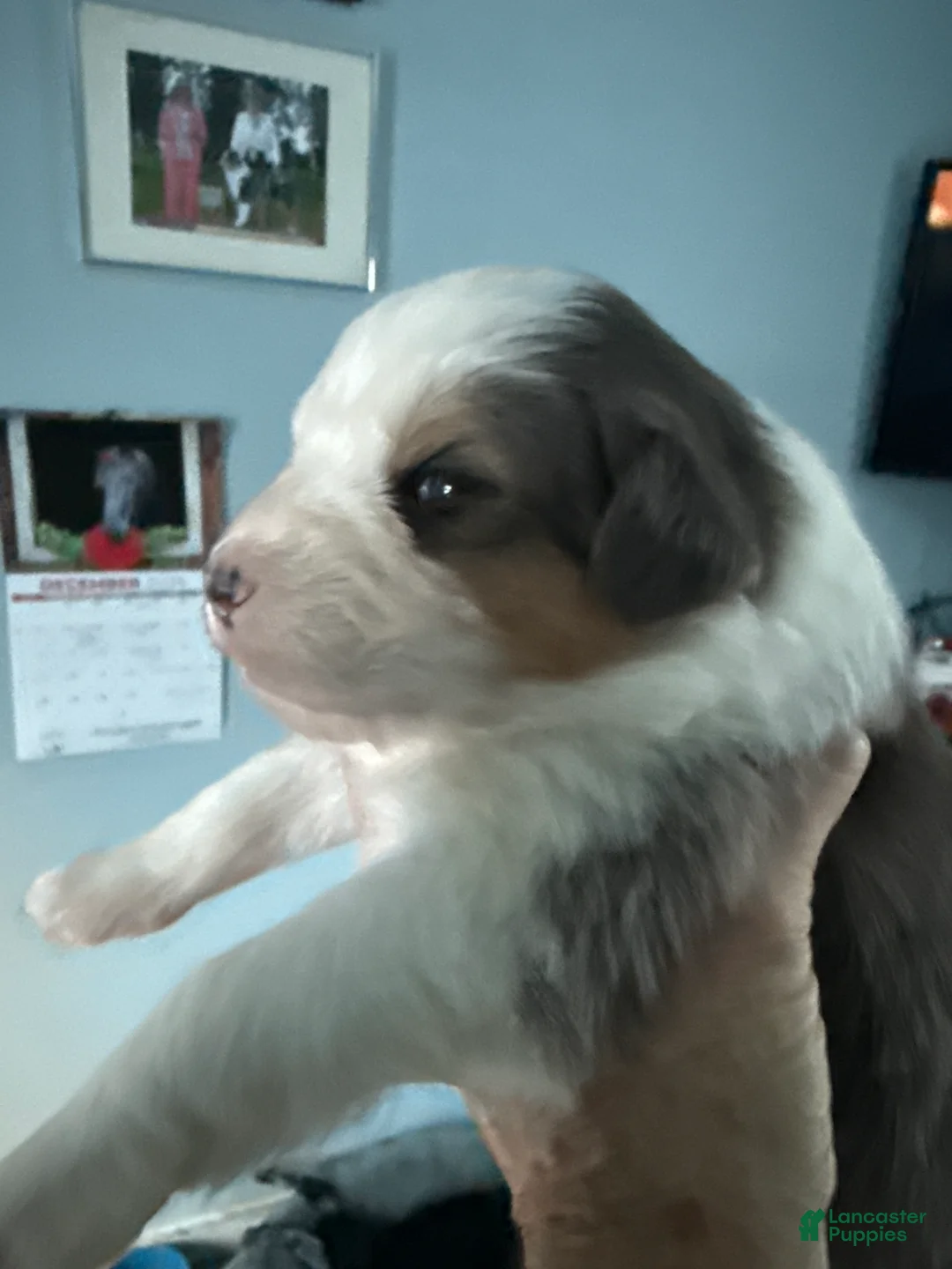 Australian Shepherd dogs for sale: Australian Shepherd Puppy 2 - Ad 5