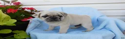Pug dogs for sale: Hank - Ad 5
