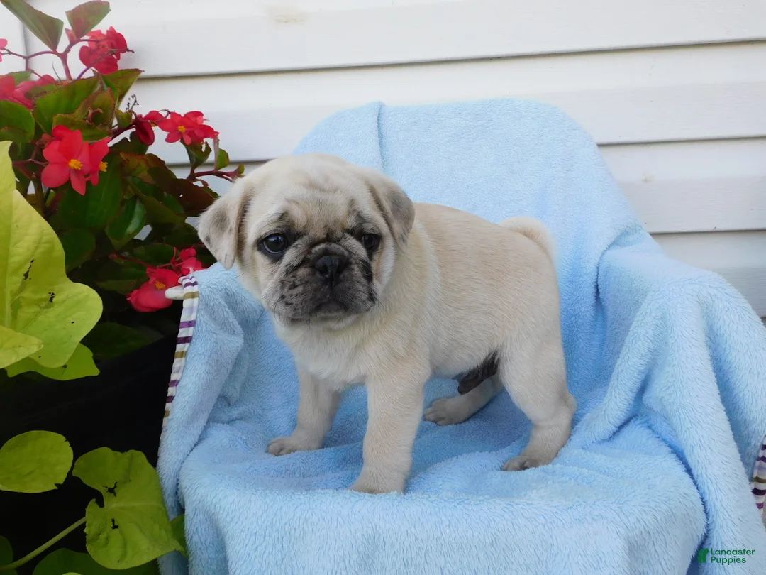 Pug dogs for sale: Hank - Ad 5
