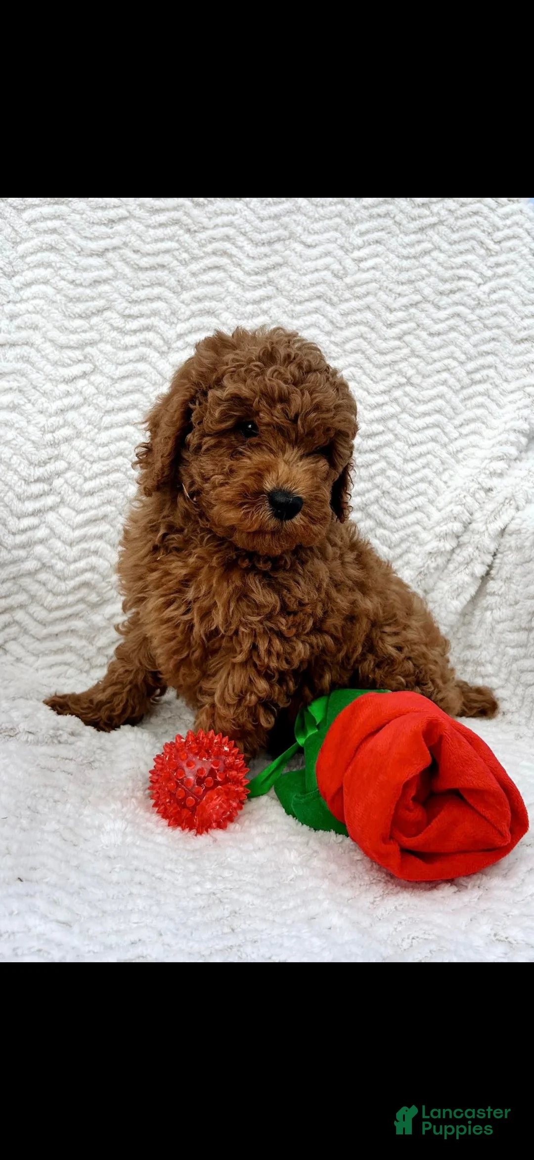 Miniature Poodle dogs for sale: Miniature Poodle Puppy 2 - Ad 2