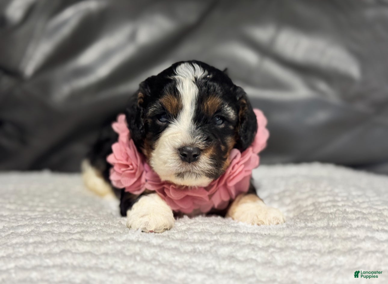 Cavapoo dogs Mia - Ad 35