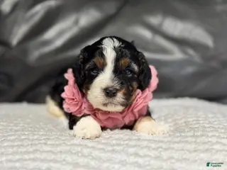 Cavapoo dogs Mia - Ad 35