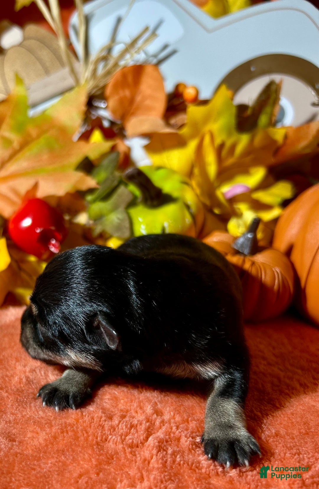 Miniature Schnauzer dogs for sale: ROSIE - Ad 9