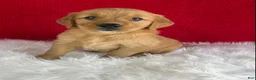 Golden Retriever dogs for sale: Simba - Ad 3