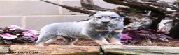 Australian Cattle Dog dogs for sale: Archie - Ad 1