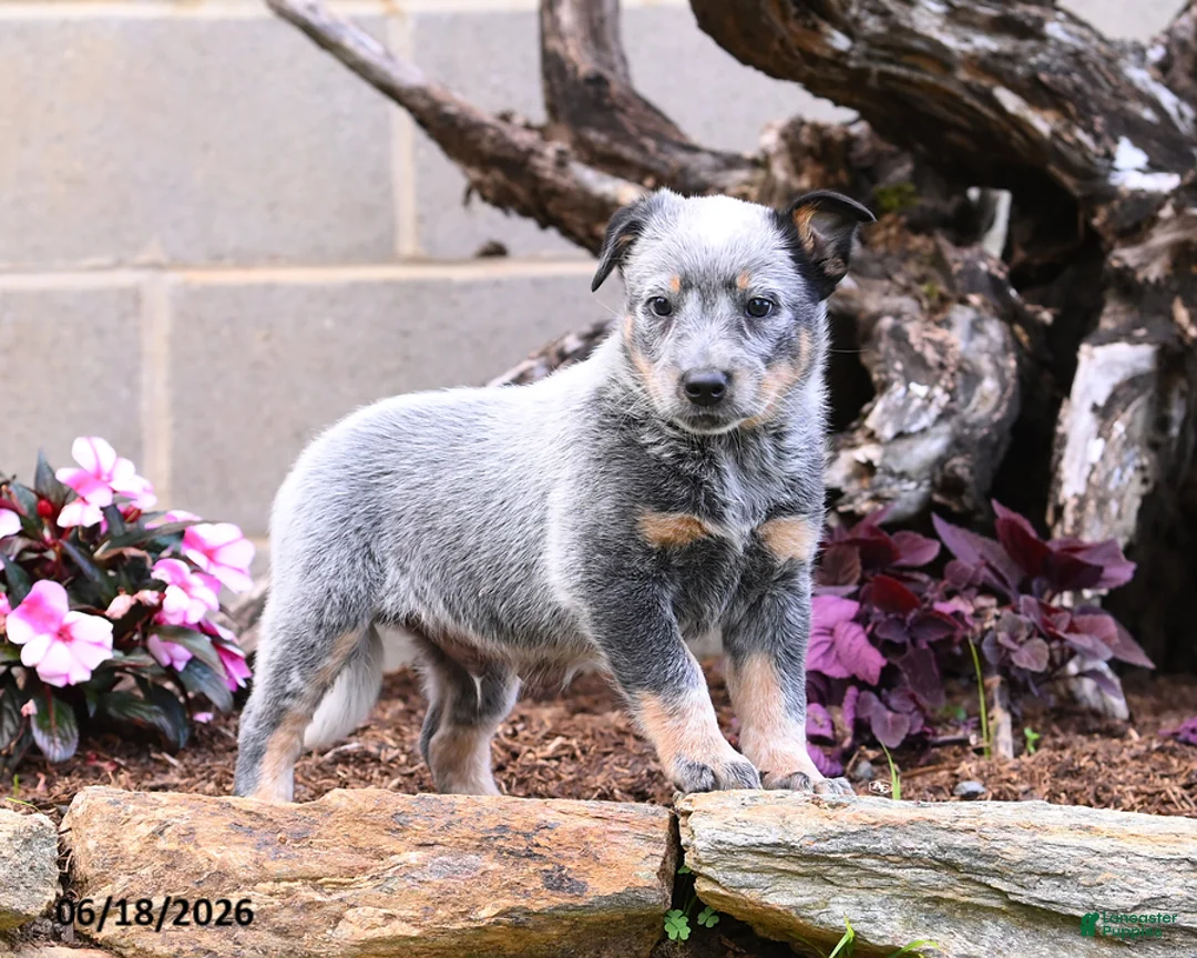 Australian Cattle Dog dogs for sale: Archie - Ad 1