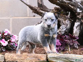 Australian Cattle Dog dogs for sale: Archie - Ad 4