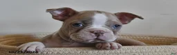 Boston Terrier dogs for sale: Crissa - Ad 3