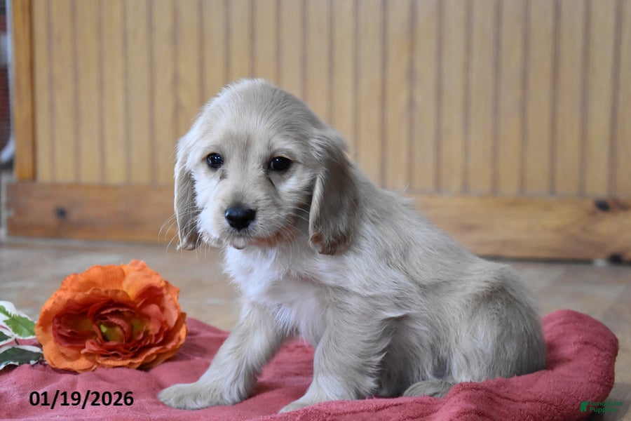 Cockapoo dogs Hunter - Ad 2