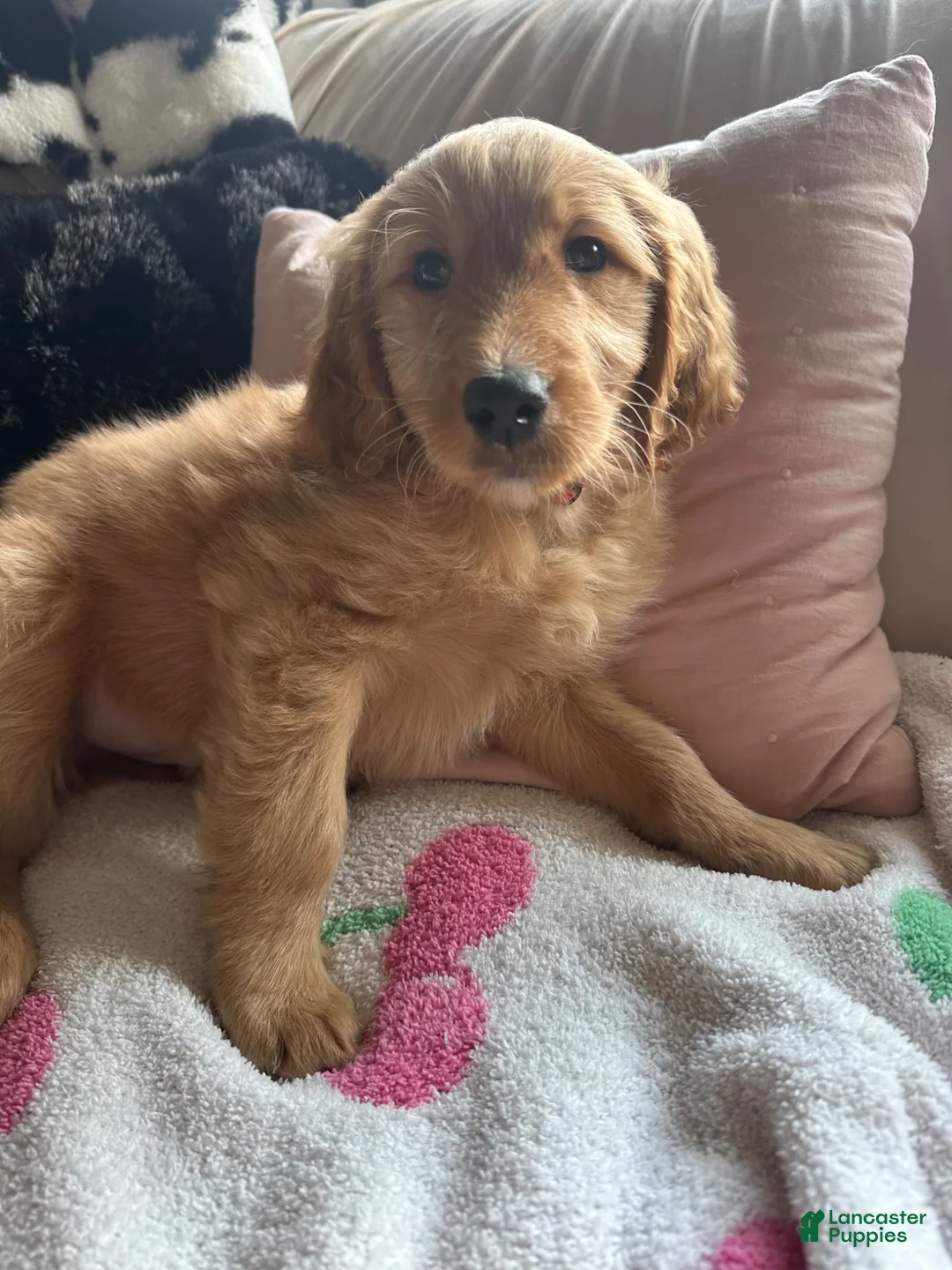 Mixed Breed dogs for sale: Emo - Ad 2
