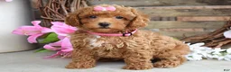 Toy Poodle dogs for sale: Molly - Ad 4