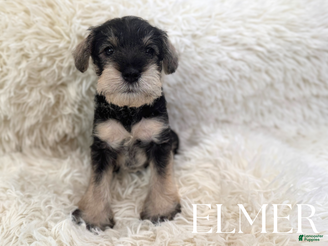 Miniature Schnauzer dogs for sale: ELMER - Ad 2