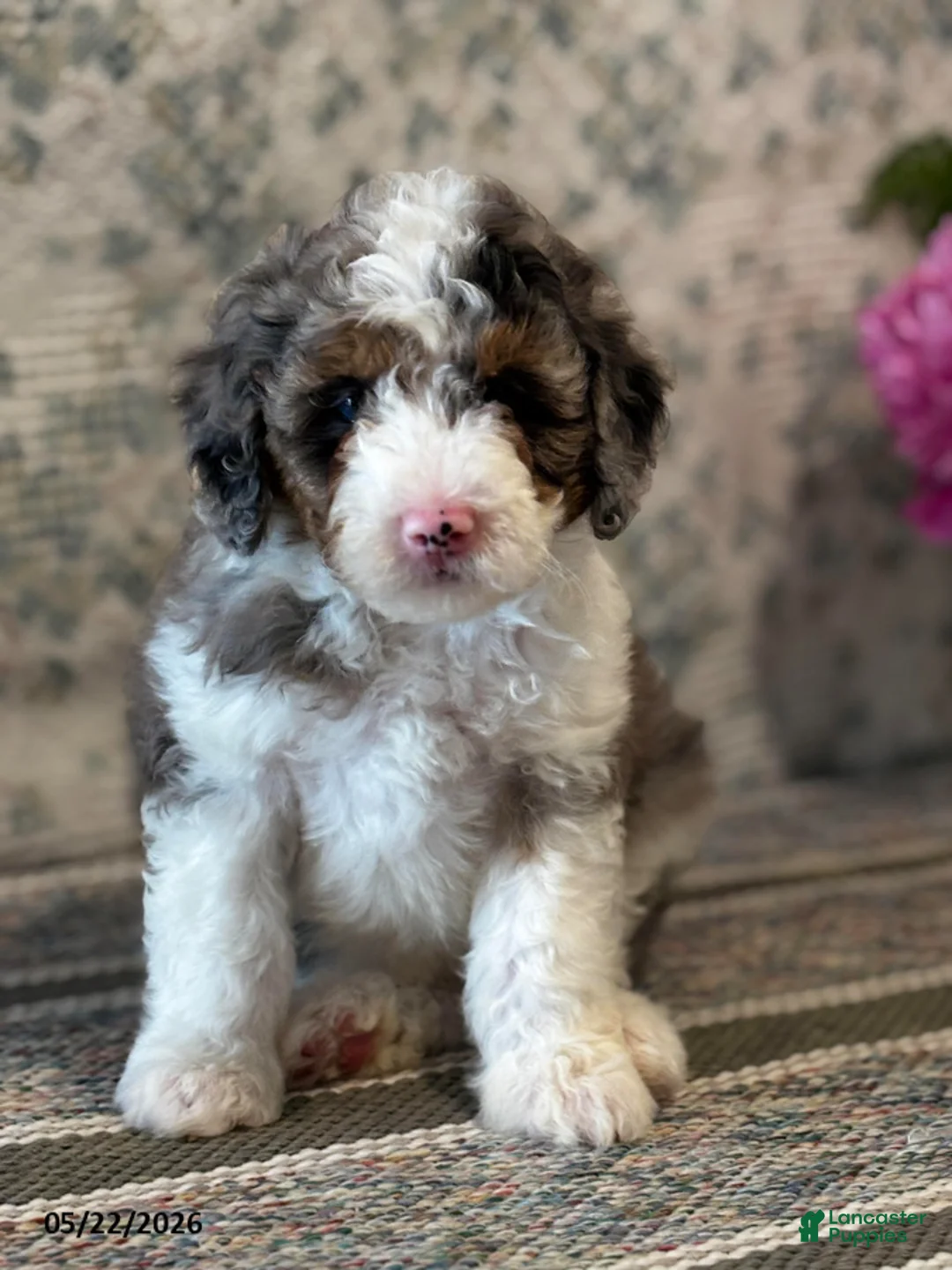 Mini Sheepadoodle dogs for sale: Amber - Ad 2